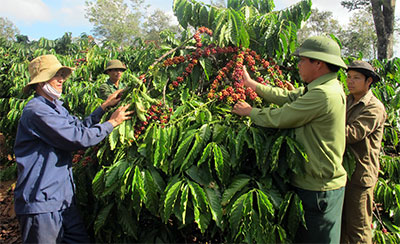 Tiên phong trong xây dựng thương hiệu cà phê